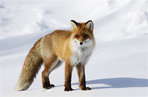 Red Fox's Physical Attributes