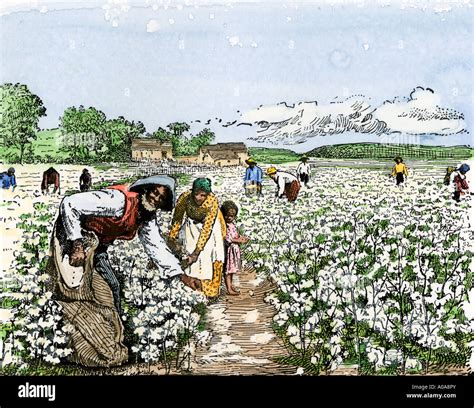 Reliving the Past: The Evocative Power of Cotton Fields