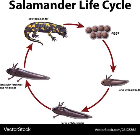 Reproduction and Life Cycle of the Elusive Dark Salamander