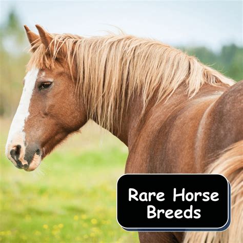 Researching Horse Breeds: Discovering the Perfect Match