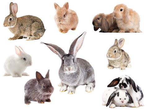 Researching the Perfect Breed: Understanding the Different Types of Ivory-Colored Bunnies