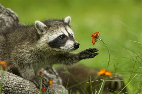Responsible Interaction with Raccoons: Ensuring the Well-being of these Captivating Creatures