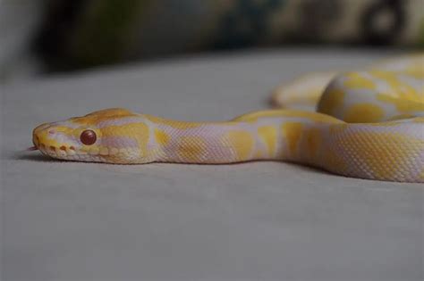 Responsible Ownership: Catering to the Unique Requirements of Albino Pythons