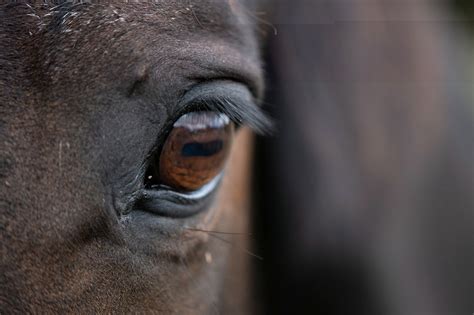 Revealing Subconscious Cravings and Disappointments Evident in Wrathful Equine Visions