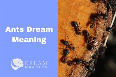 Revealing the Cryptic Significance in Ant Dreams