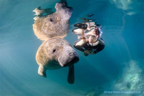 Revealing the Enchanting Splendor of Manatees