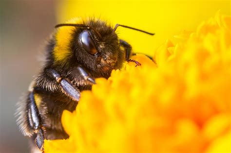 Revealing the Enigmas of Bumblebee Behavior