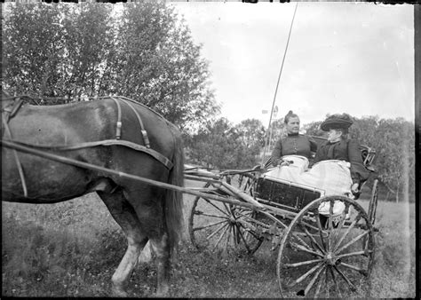 Revealing the Fascinating History of Ivory Equine Conveyances