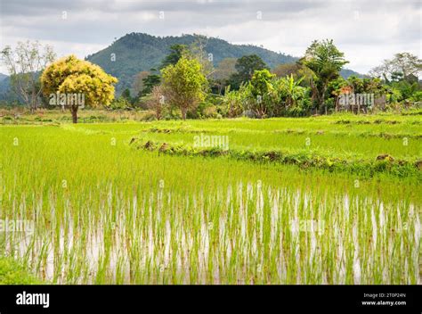 Revealing the Lively Hues of Rice Fields