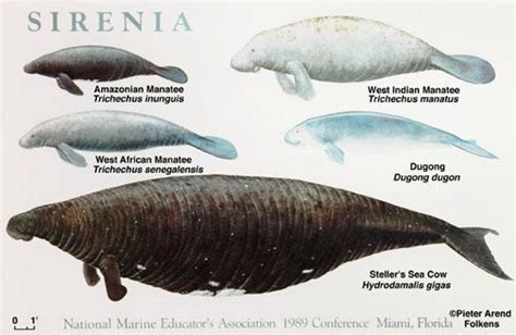 Revealing the Net Worth and Figure of Sirenia