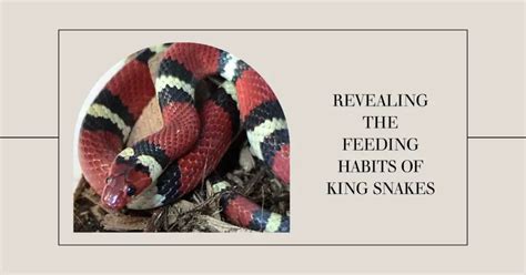 Revealing the Remarkable Eating Patterns of the Ivory Serpent