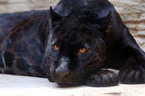 Revealing the Symbolism of Encountering a Majestic Panther in Your Dreams