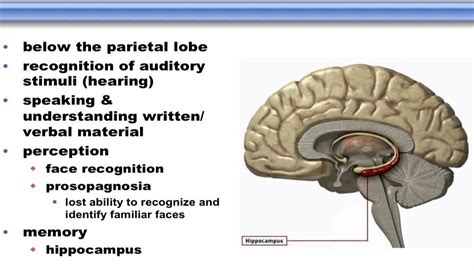 Revealing the physical characteristics of Temporal Seductresses