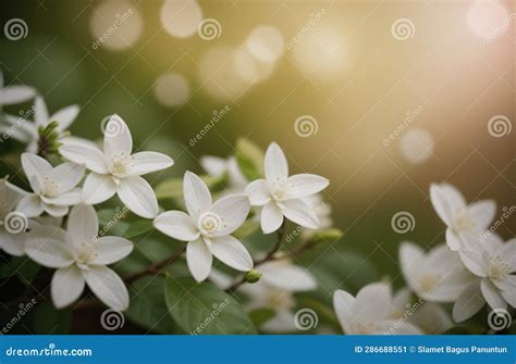 Revel in the Enchantment of Jasmine Blossoms and Embrace Your Aspirations