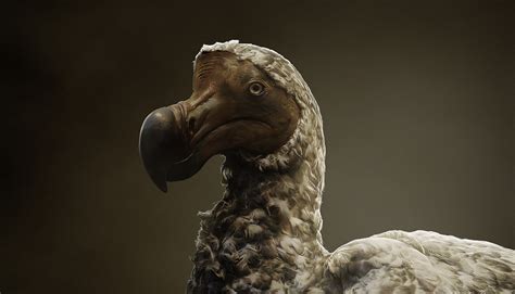 Reviving the Past: Is It Possible to Bring the Long-Lost Dodo Bird Back to Life?