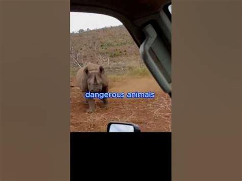 Rhino Charging: A Lethal Weapon or Mere Bluff?