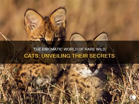 Roars of the Wild: Unveiling the Attraction of Enormous Felines and Their Enigmatic Allure