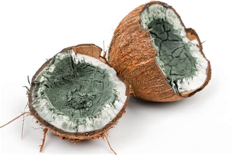 Rotten Coconuts as a Reflection of Inner Turmoil: Understanding the Symbolism