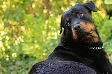 Rottweiler Health and Care: Nurturing the Sturdiness of these Majestic Canines