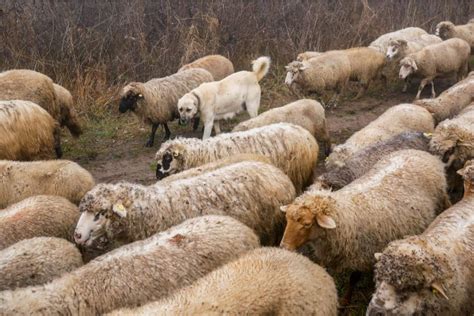 Safety First: Protecting Yourself and Ensuring the Wellbeing of the Sheep