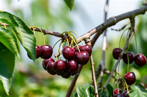 Savoring the Exquisite Pleasure of Harvesting Cherries