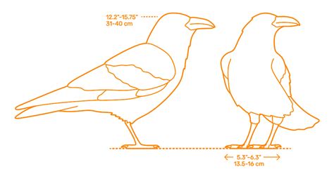 Scarlet Raven's Figure Measurements