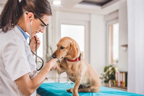 Schedule a Visit to the Veterinarian for a Check-up and Vaccinations