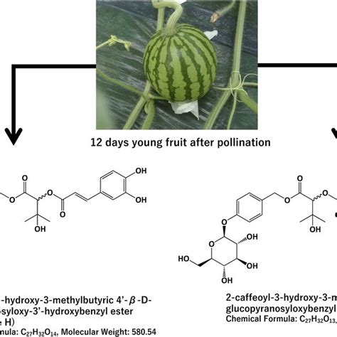 Science Unveiled: Deciphering the Chemistry Underlying Cerulean Citrullus Lanatus