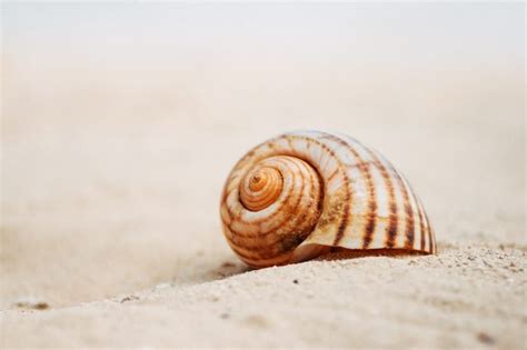 Seashells: Symbols of Beauty, Spirituality, and Culture