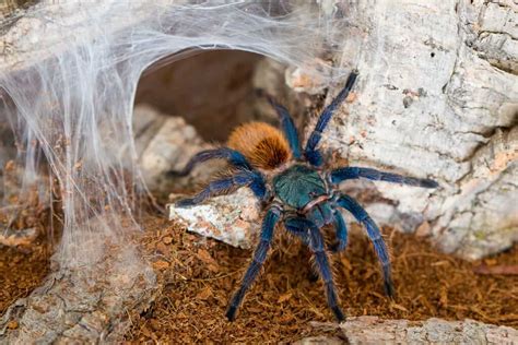 Seeking Guidance: How Tarantula Dreams can Offer Insights into the Future