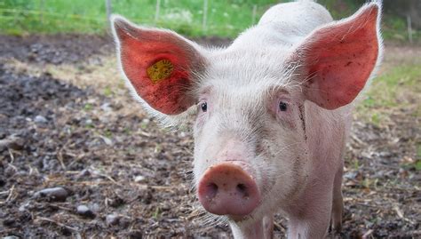 Seeking Professional Assistance for Understanding Dreams of Battling Swine