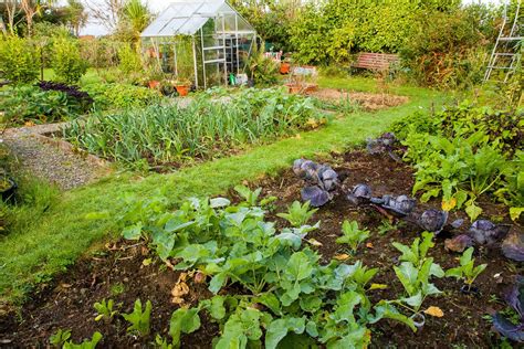 Selecting the Ideal Vegetables for Your Flourishing Edible Patch