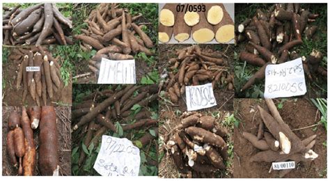 Selecting the Perfect Cassava Varieties