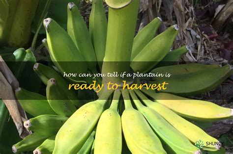 Selecting the Perfect Plantains: A Guide to Choosing the Ideal Ripeness