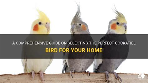 Selecting the Perfect Snowy Cockatiel: Tips for Choosing a Thriving and Radiant Bird