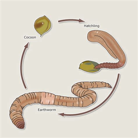 Sharing Personal Experiences: Tales of Unforgettable Earthworm Dreamscapes