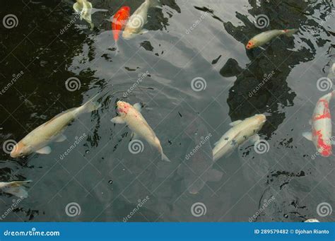 Showcasing Aquatic Royalty: Participating in Grand Koi Fish Competitions