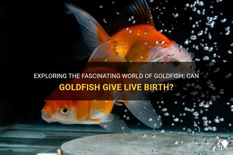 Significance of Goldfish Giving Birth