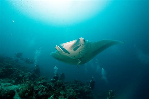 Sleep Patterns and Dreaming Habits of Oceanic Giants