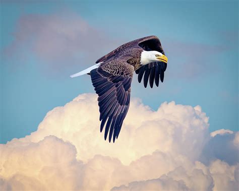 Soaring Above the Clouds: The Ultimate Avian Perspective