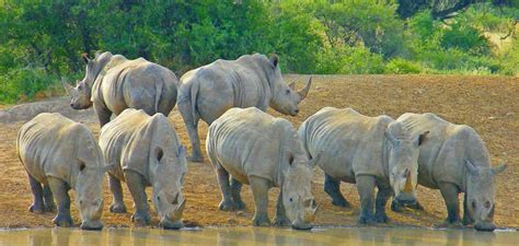 Social Dynamics in Rhino Herds: Family Bonds and Hierarchies