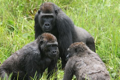 Social Structures in the Jungle: The Intricate Society of Gorillas