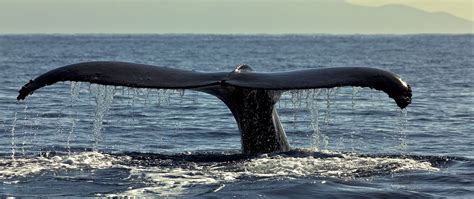 Songs of the Sea: Unraveling the Mystery of Whale Communication