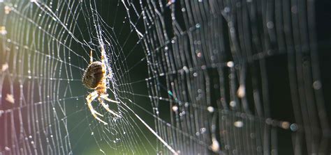 Spider Silk: Unparalleled Strength and Versatility