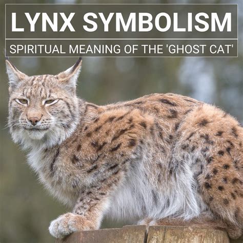 Spiritual Significance: Lynx Encounter Dreams as a Catalyst for Spiritual Awakening or Divine Message