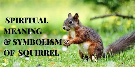 Squirrels: Messengers from the Spirit Realm