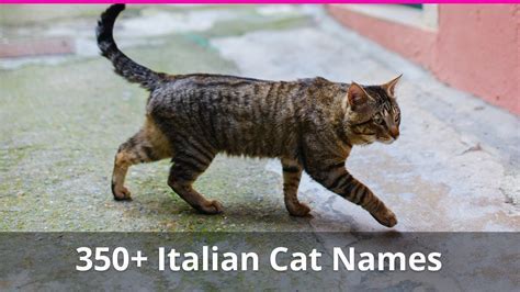 Stand tall: Exploring the stature of the Italian Feline