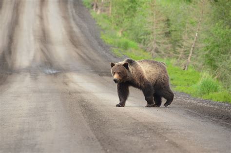 Stay Safe During a Bear Encounter: Essential Steps for Your Protection