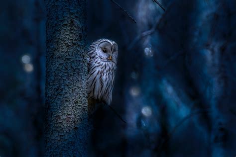 Steps for Analyzing and Decoding Your Nocturnal Bird Experience