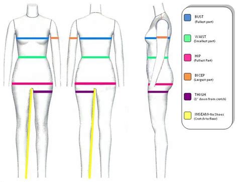 Striking Height and Model Measurements